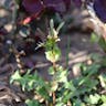イヌヤクシソウ（犬薬師草） (Crepidiastrum sonchifolium)-i