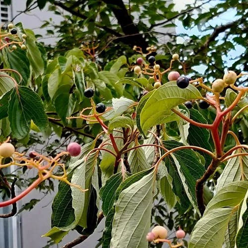 Giant dogwood (Cornus controversa)-i