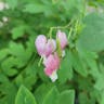 Asian bleeding-heart (Lamprocapnos spectabilis)-i