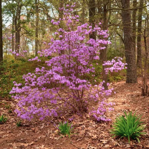 コバノミツバツツジ（小葉三葉躑躅） (Rhododendron reticulatum)-i