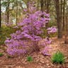 コバノミツバツツジ（小葉三葉躑躅） (Rhododendron reticulatum)-i