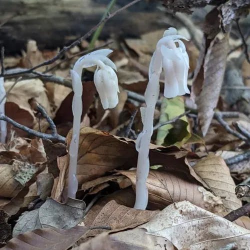 ギンリョウソウモドキ（銀龍草擬） (Monotropa uniflora)-i