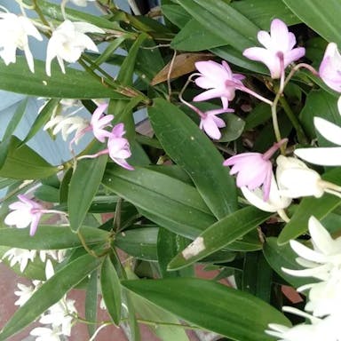 Pink rock orchid