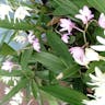 Pink rock orchid (Dendrobium kingianum)-i