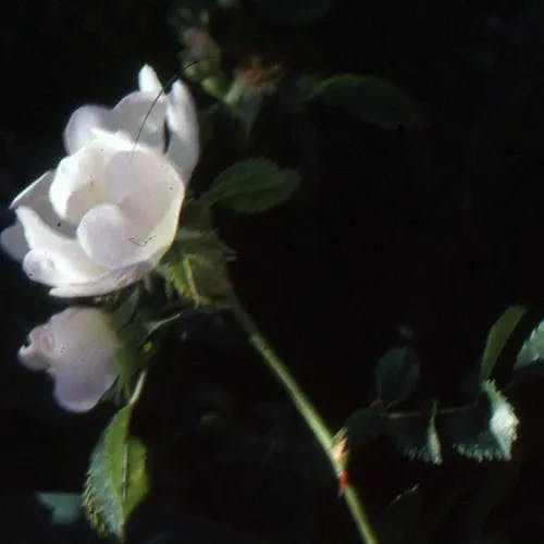 Evergreen rose (Rosa sempervirens)-i