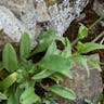 Alpine forget-me-not (Myosotis alpestris)-i