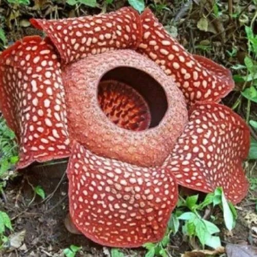 ラフレシア (Rafflesia arnoldii)-i