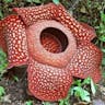 ラフレシア (Rafflesia arnoldii)-i