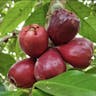 アペル (Syzygium malaccense)-i