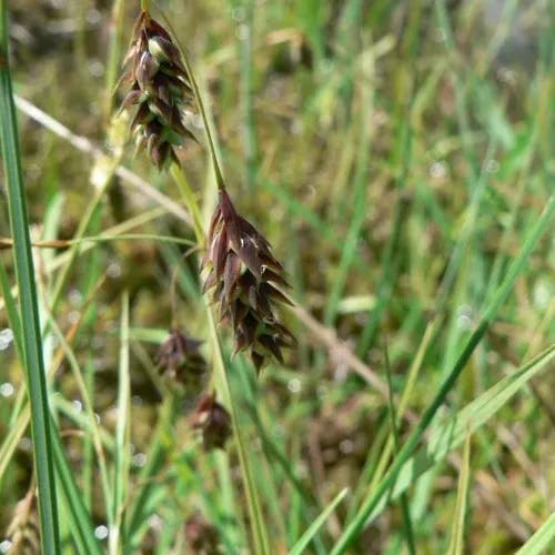 ヤチスゲ（谷地菅） (Carex limosa)-i