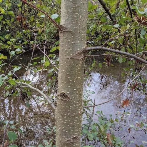 ヨーロッパハンノキ（欧洲榛の木） (Alnus glutinosa)-i