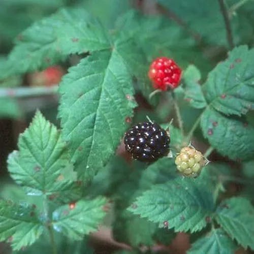 Pacific blackberry (Rubus ursinus)-i
