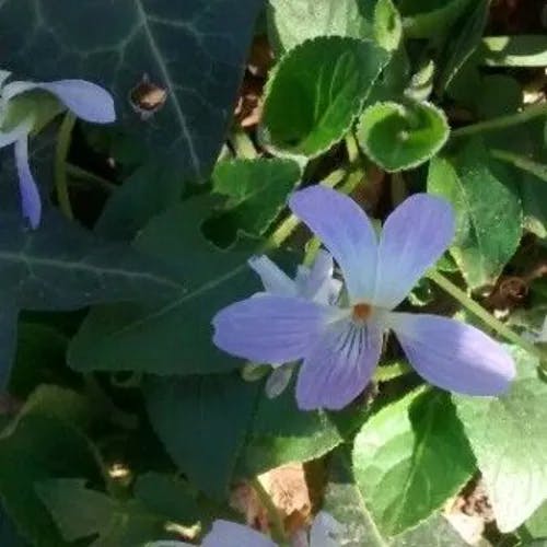 Russian violet (Viola suavis)-i