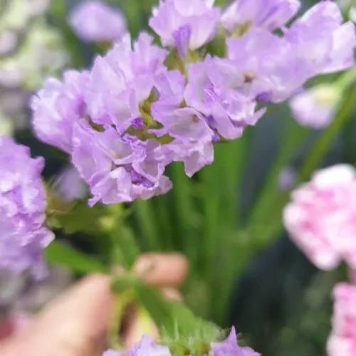 スターチス (Limonium sinuatum)-i