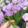 スターチス (Limonium sinuatum)-i