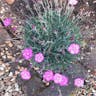 Cheddar pink (Dianthus gratianopolitanus)-i