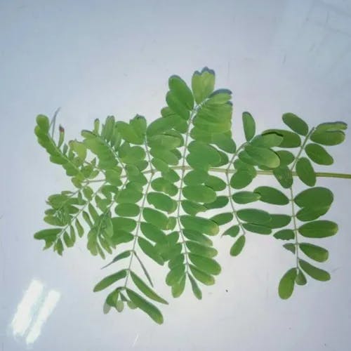 オオゴチョウ（大胡蝶） (Caesalpinia pulcherrima)-i