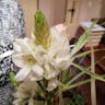 Christmas-lily (Ornithogalum thyrsoides)-i