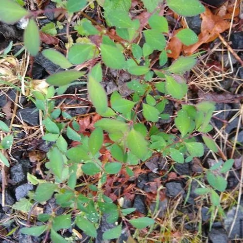 Creeping snowberry (Symphoricarpos mollis)-i