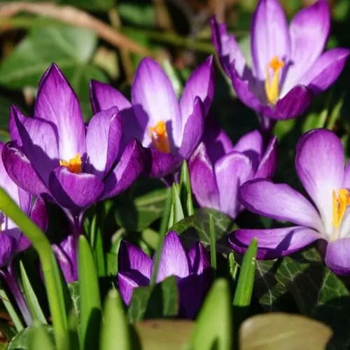 Early crocus (Crocus tommasinianus)-i