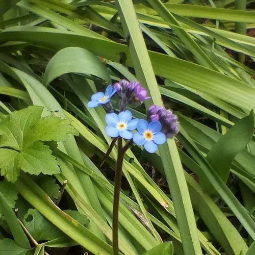 Alpine forget-me-not (Myosotis alpestris)-i