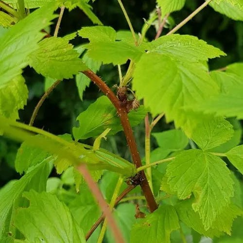 ラズベリー (Rubus idaeus)-i