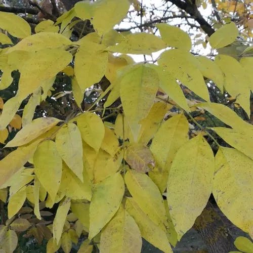 Pumpkin ash (Fraxinus profunda)-i