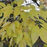 Pumpkin ash (Fraxinus profunda)-i