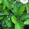 Chinese hawthorn (Crataegus cuneata)-i