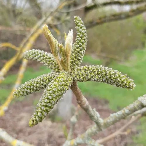 サワグルミ（沢胡桃） (Pterocarya rhoifolia)-i