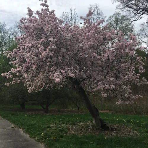 カイドウ（海棠） (Malus micromalus)-i