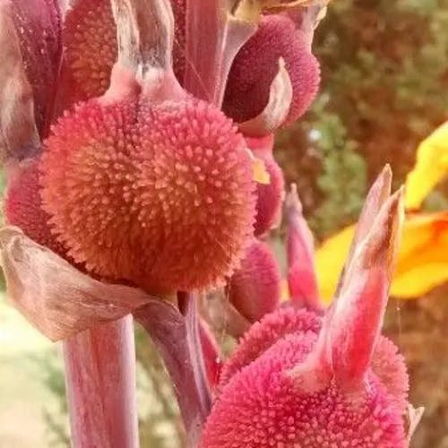 ダンドク（檀特） (Canna indica)-i