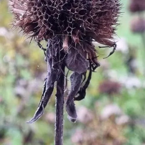 タイマツバナ（松明花） (Monarda didyma)-i