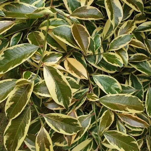 Sakaki (Cleyera japonica)-i