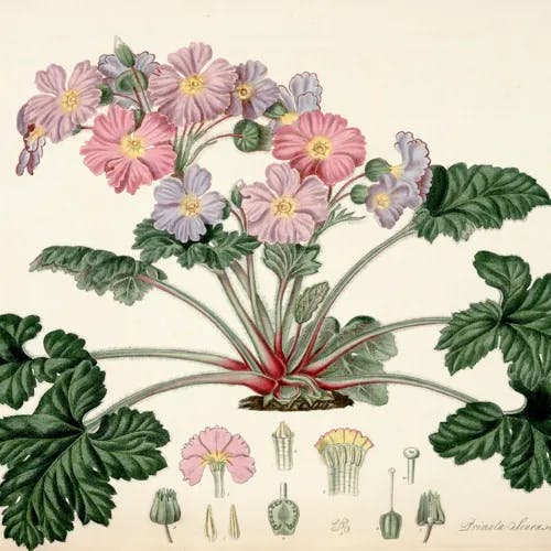 カンザクラ（寒桜（サクラソウ科）） (Primula sinensis)-i