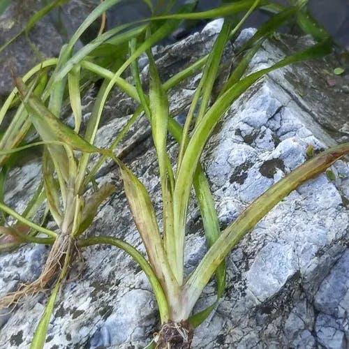 Coiled vallisneria (Vallisneria spiralis)-i