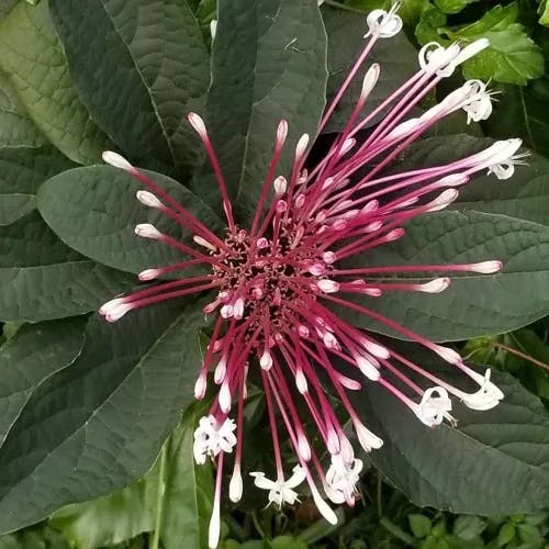 Philippine glorybower (Clerodendrum quadriloculare)-i