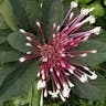 Philippine glorybower (Clerodendrum quadriloculare)-i