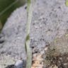 エゾノチチコグサ（蝦夷父子草） (Antennaria dioica)-i