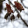 アサガラ（麻殻） (Pterostyrax corymbosus)-i