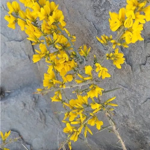 European gorse (Ulex europaeus)-i