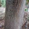 Pink poui (Tabebuia rosea)-i