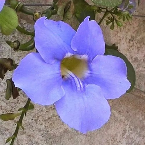 ベンガルヤハズカズラ（ベンガル矢筈蔓） (Thunbergia grandiflora)-i