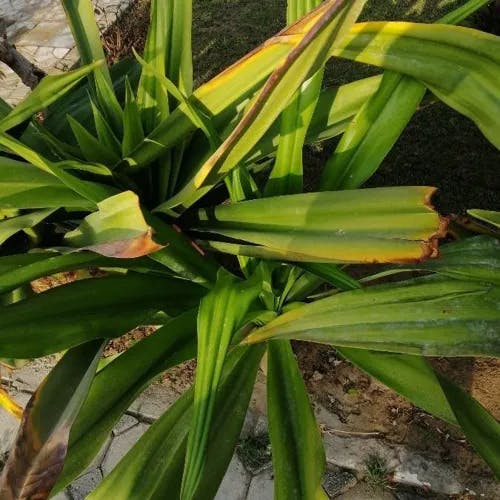 ハマユウ（浜木綿） (Crinum asiaticum)-i
