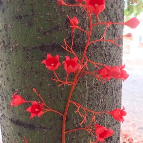 ゴウシュウアオギリ（豪州梧桐） (Brachychiton acerifolius)-i