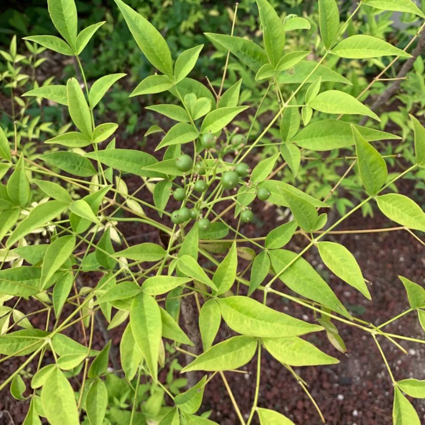 Chinese chastetree (Vitex negundo)-i