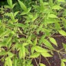 Chinese chastetree (Vitex negundo)-i