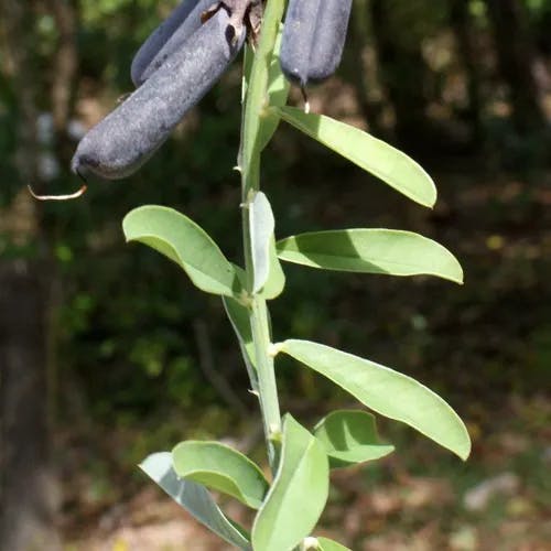 Rattlebox (Crotalaria retusa)-i