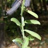 Rattlebox (Crotalaria retusa)-i