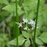 セリ（芹） (Oenanthe javanica)-i